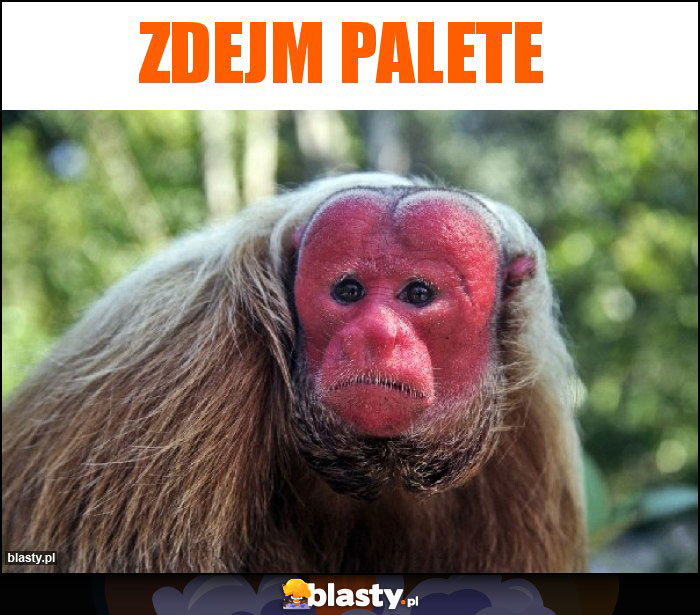 Zdejm palete Zdejm palete