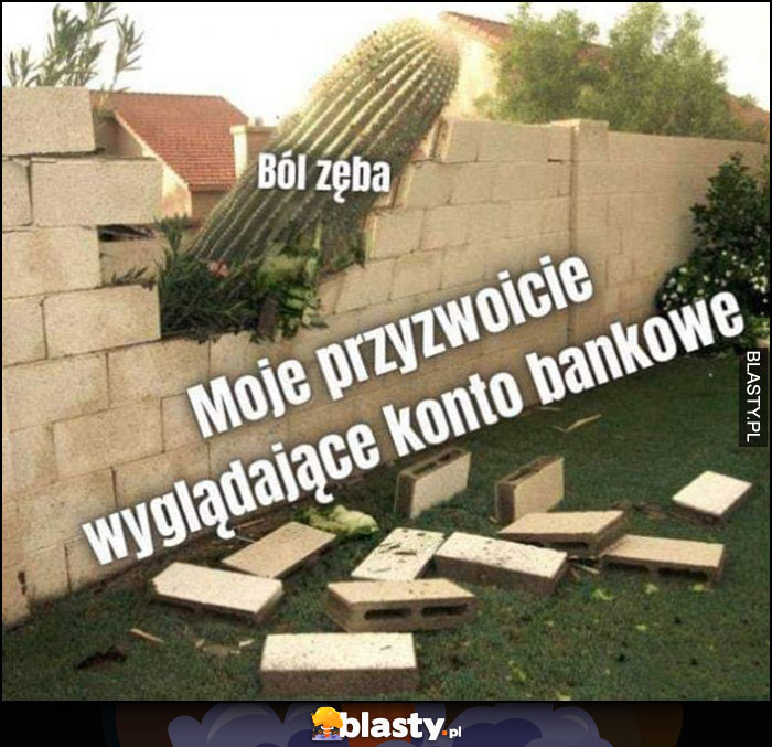 Ból zęba rozwala moje przyzwoicie wyglądające konto bankowe