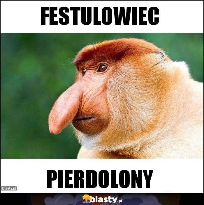 Festulowiec Festulowiec