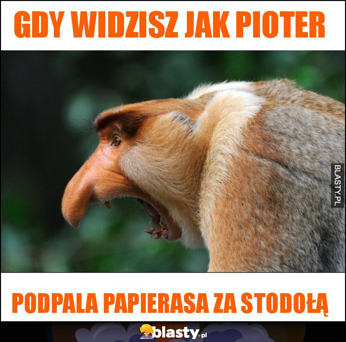 gdy widzisz jak pioter gdy widzisz jak pioter