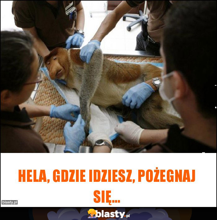 Hela, gdzie idziesz, pożegnaj się... Hela, gdzie idziesz, pożegnaj się...