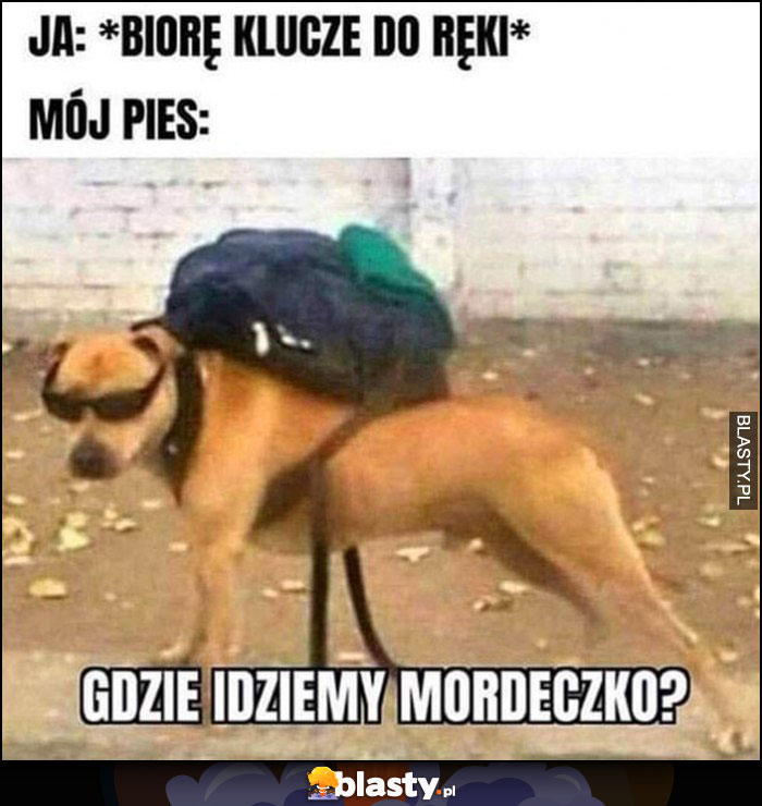 Ja: biorę klucze do ręki, mój pies: gdzie idziemy mordeczko?