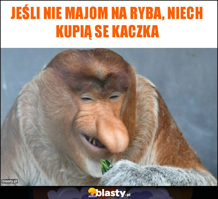 Jeśli nie majom na ryba, niech kupią se kaczka Jeśli nie majom na ryba, niech kupią se kaczka