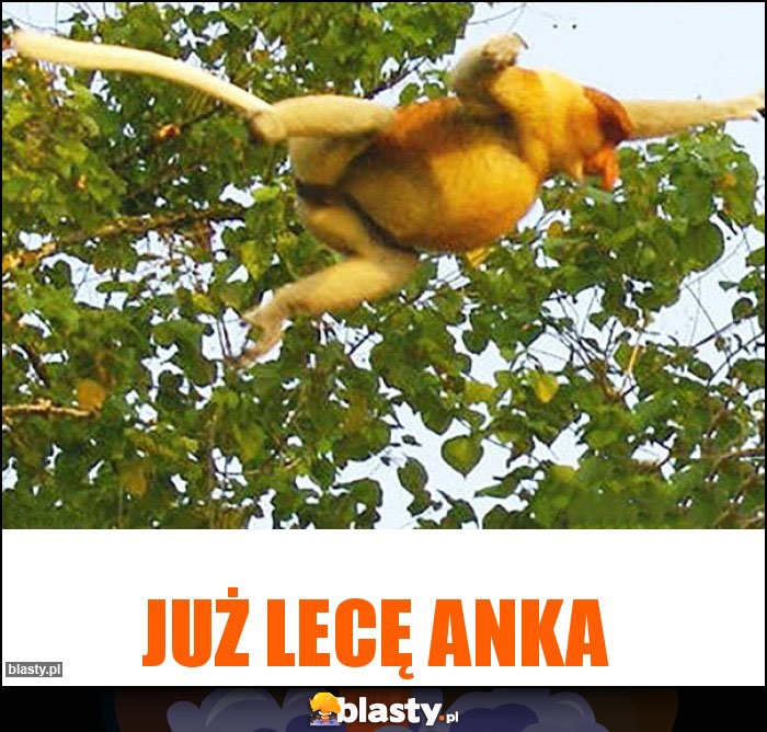 Już lecę Anka Już lecę Anka