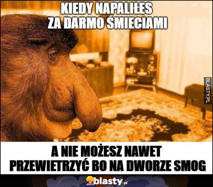 Kiedy napaliłeś za darmo śmieciami, a nie możesz nawet przewietrzyć bo na dworze smog nosacz małpa smutny