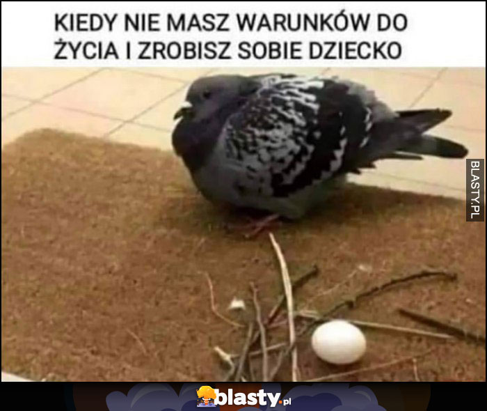 Kiedy nie masz warunków do życia i zrobisz sobie dziecko gołąb prowizoryczne gniazdo