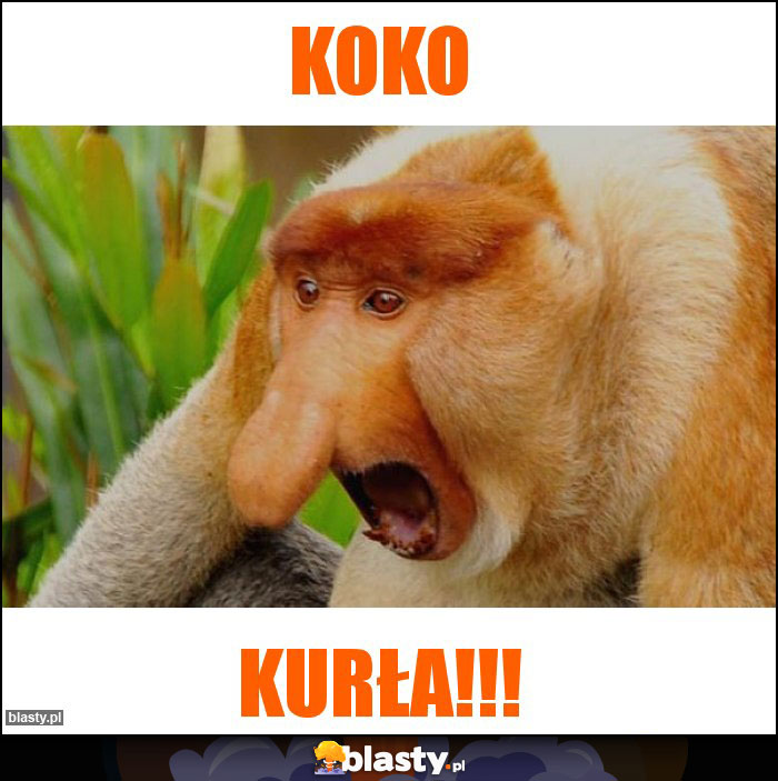 KOKO