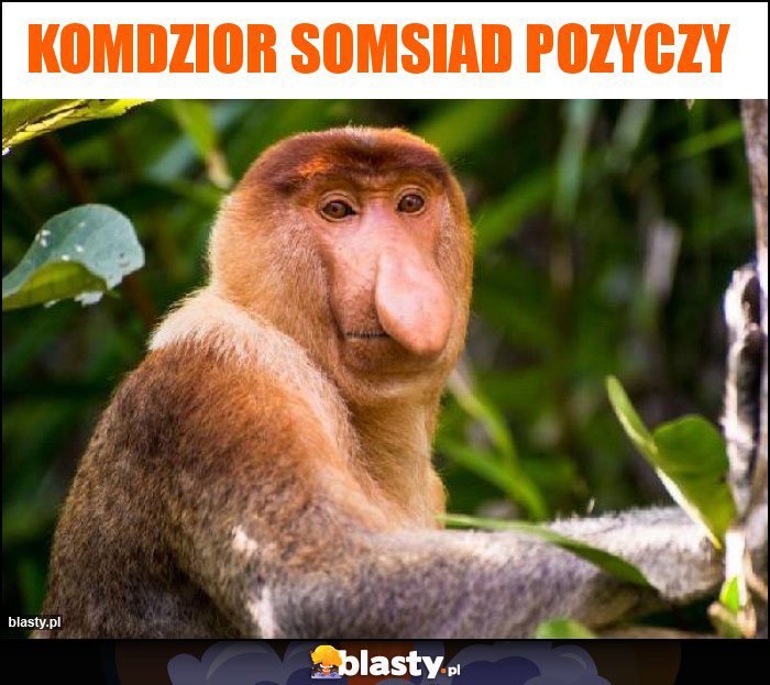 Komdzior somsiad pozyczy Komdzior somsiad pozyczy