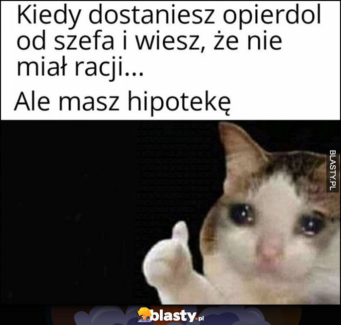 Kot kiedy dostaniesz opierdziel od szefa i wiesz, że nie miał racji, ale masz hipotekę