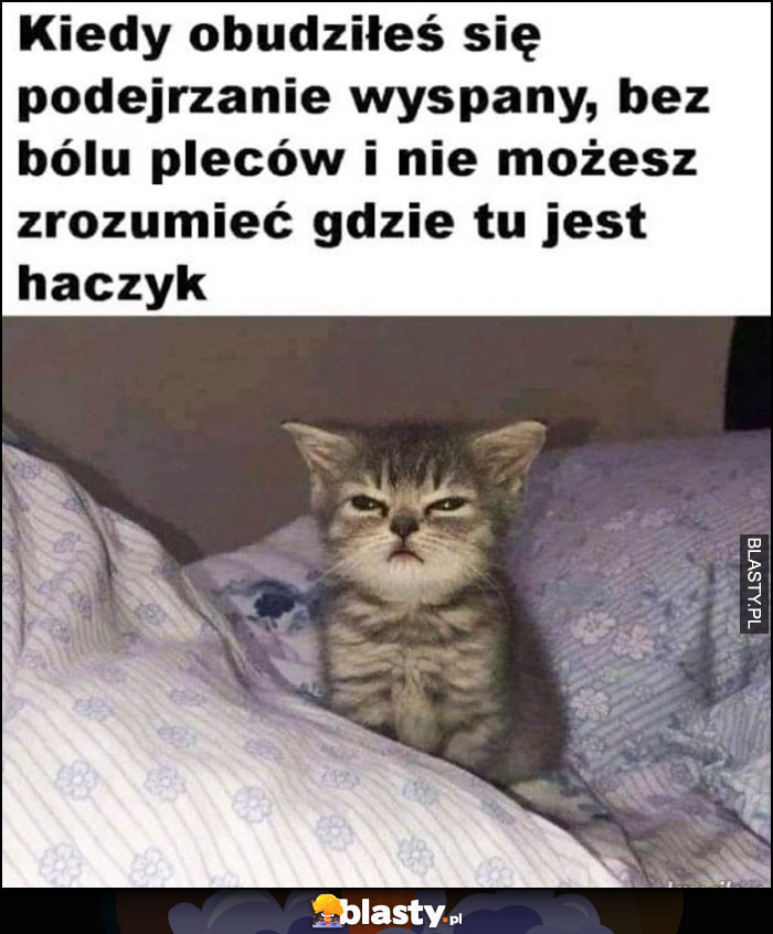 Kot kiedy obudziłeś się podejrzanie wyspany, bez bólu pleców i nie możesz zrozumieć gdzie jest haczyk