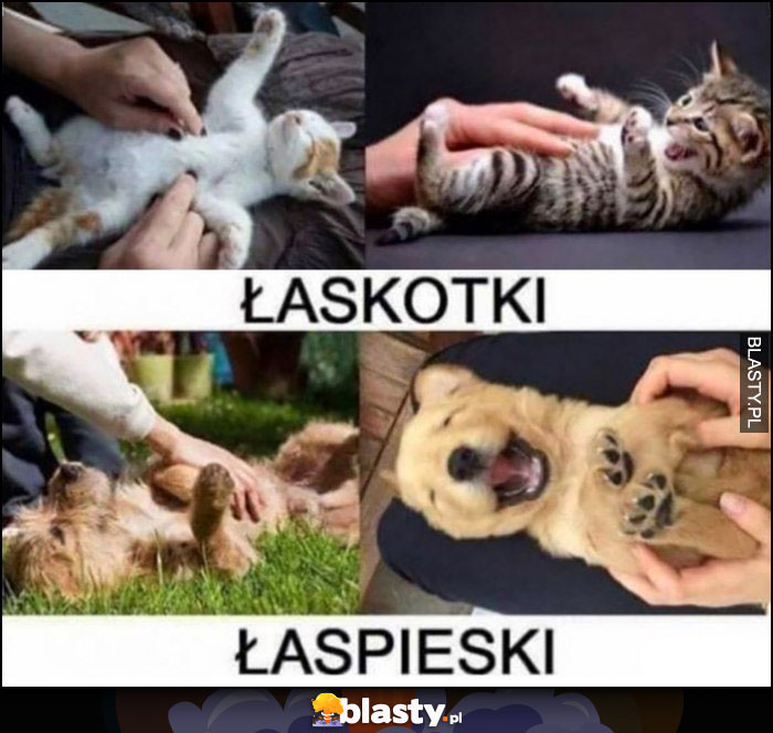 Łaskotki vs łaspieski porównanie pies kot