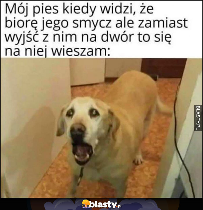 Mój pies kiedy widzi, że biorę jego smycz ale zamiast wyjść z nim na dwór to się na niej wieszam