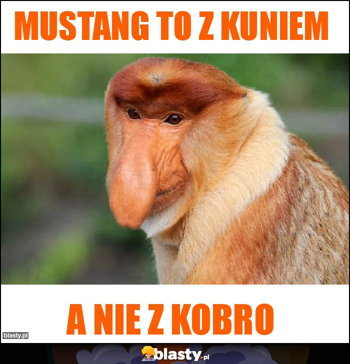 Mustang to z kuniem Mustang to z kuniem