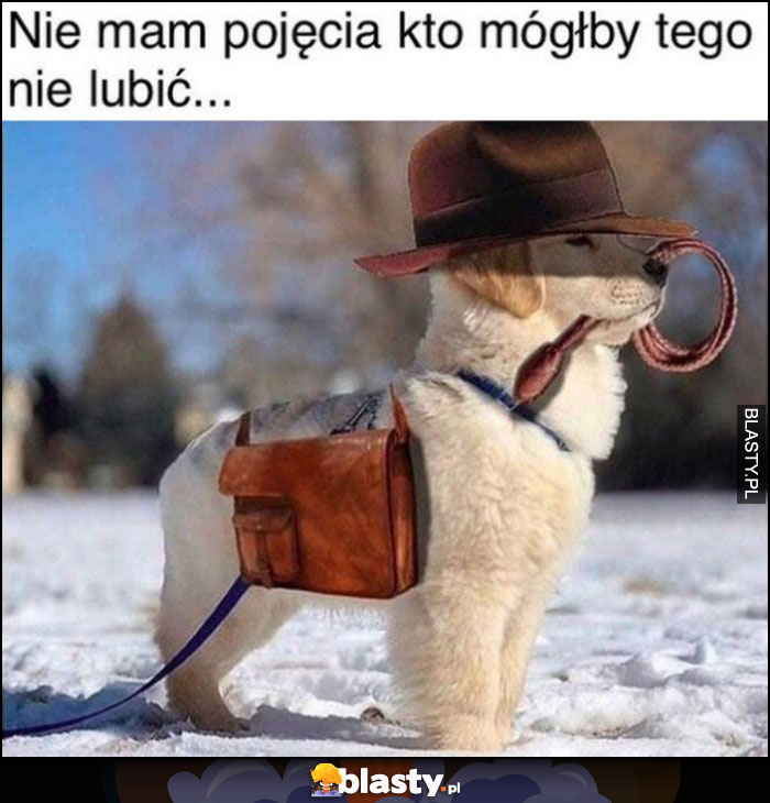 Nie mam pojęcia kto mógłby tego nie lubić pies piesek Indiana Jones przebranie