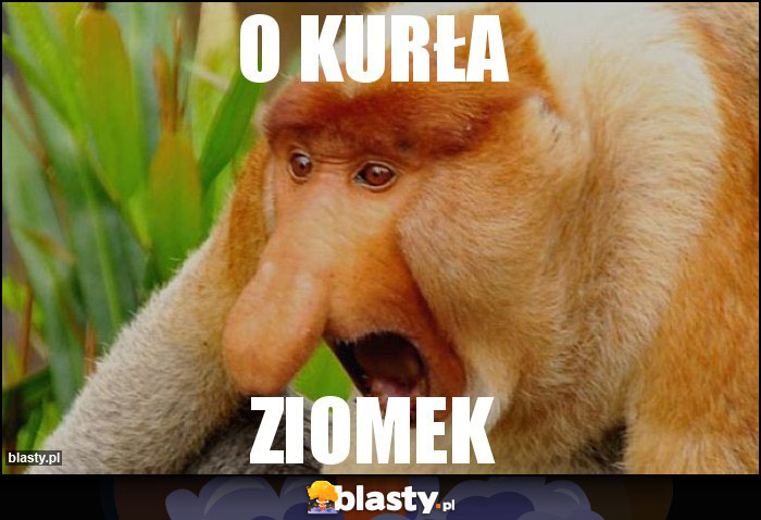 O kurła
