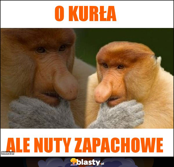 O kurła
