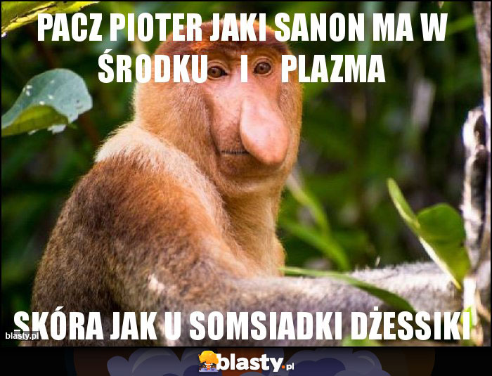 pacz pioter jaki sanon ma w środku i plazma pacz pioter jaki sanon ma w środku i plazma