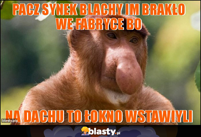 pacz synek blachy im brakło we fabryce bo pacz synek blachy im brakło we fabryce bo