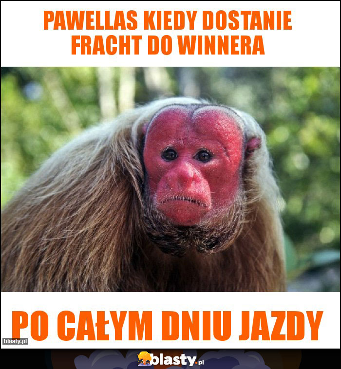 Pawellas kiedy dostanie fracht do Winnera Pawellas kiedy dostanie fracht do Winnera