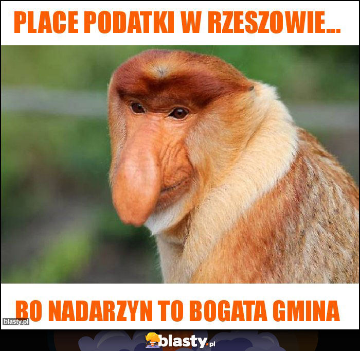 Place podatki w Rzeszowie... Place podatki w Rzeszowie...