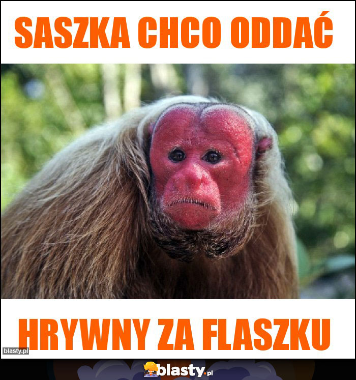 Saszka Chco oddać Saszka Chco oddać