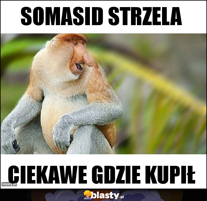 somasid strzela somasid strzela
