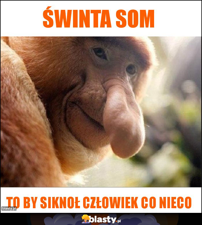 Świnta som Świnta som