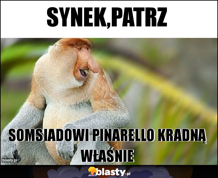 Synek,patrz Synek,patrz