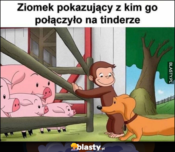 Ziomek pokazujący z kim go połączyło na tinderze świnie lochy