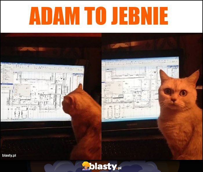 Adam to jebnie Adam to jebnie