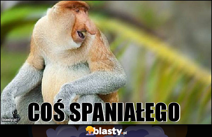 Coś spaniałego Coś spaniałego
