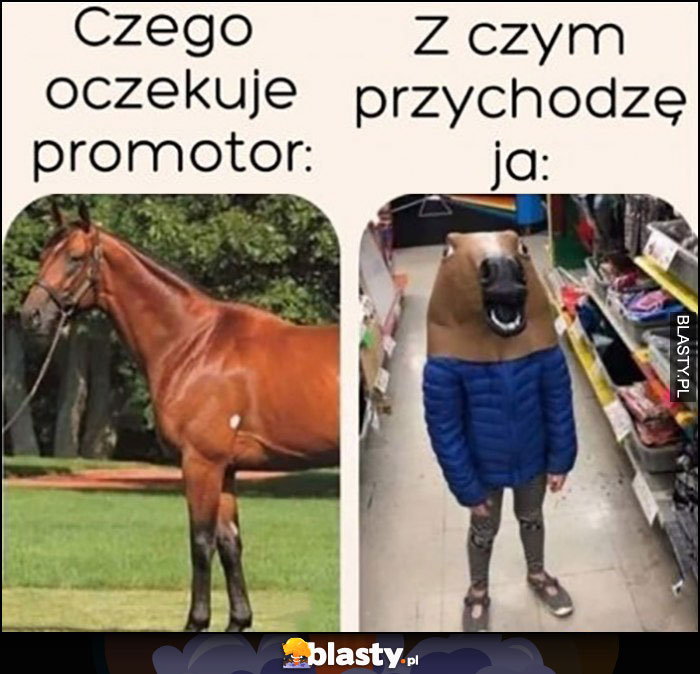 Czego oczekuje promotor vs z czym przychodzę ja koń konie