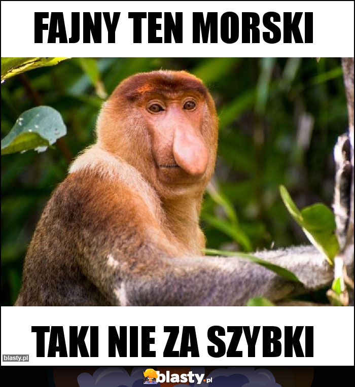 Fajny ten morski Fajny ten morski