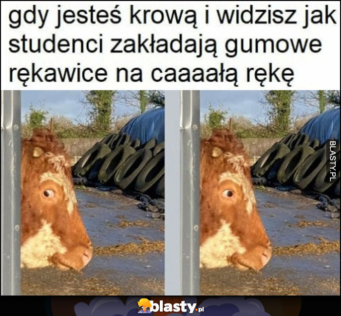 Gdy jesteś krową i widzisz jak studenci zakładają gumowe rękawice na całą rękę