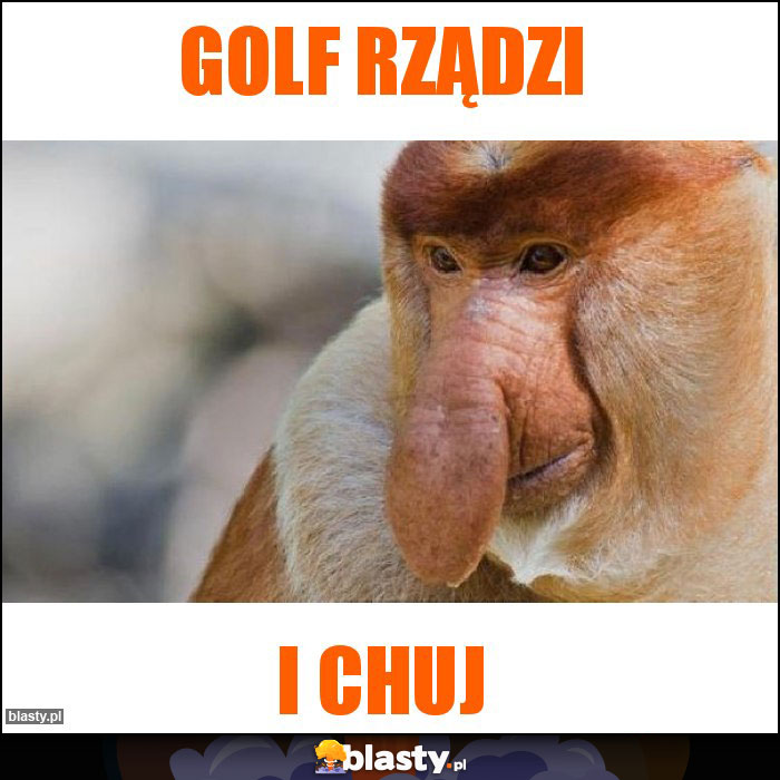 Golf rządzi Golf rządzi