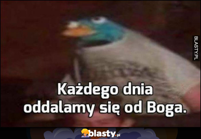 Każdego dnia oddalamy się od Boga ptak kaczka