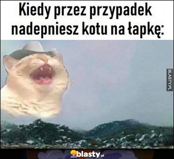 Kiedy przez przypadek nadepniesz kotu na łapkę