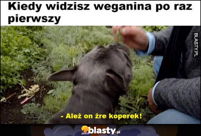 Kiedy widzisz weganina po raz pierwszy, ależ on żre koperek