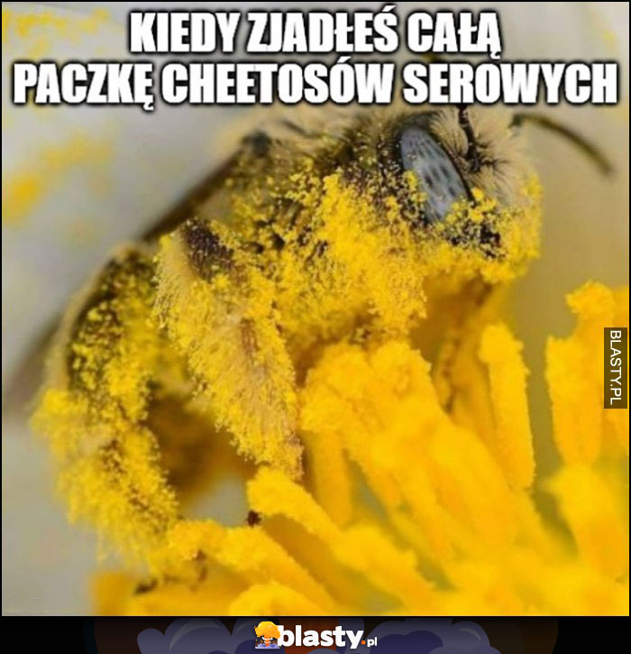 Kiedy zjadłeś paczkę cheetosów serowych osa pszczoła pylenie