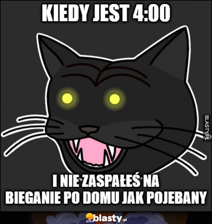 Kot kiedy jest 4:00 w nocy rano i nie zaspałeś na bieganie po domu jak nienormalny