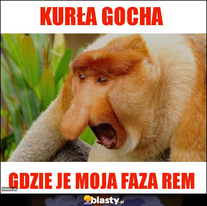 Kurła Gocha Kurła Gocha