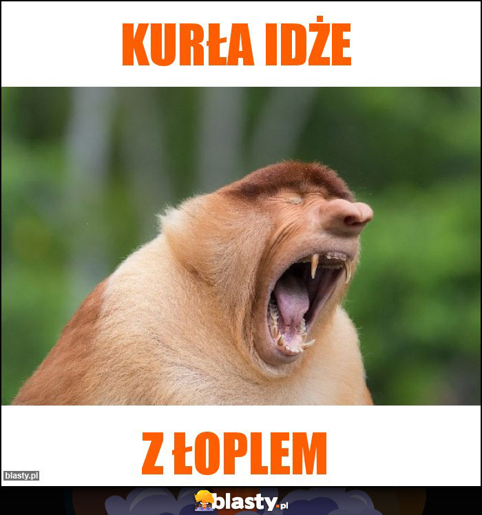 kurła idże kurła idże