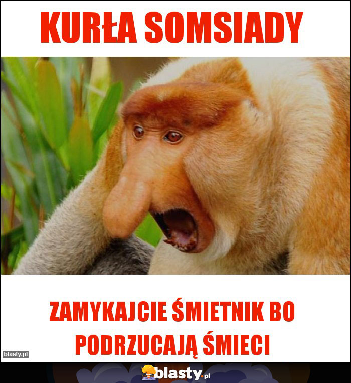 KUrŁA SOMSIADY KUrŁA SOMSIADY
