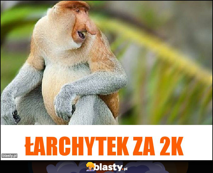 łarchytek za 2k łarchytek za 2k