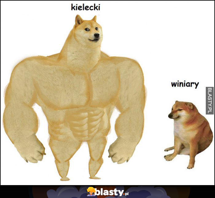 Majonez kielecki vs winiary pies pieseł doge