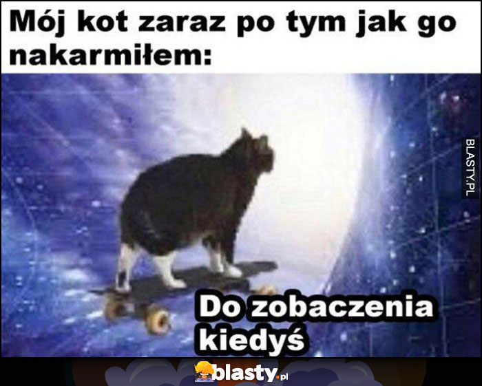 Mój kot zaraz po tym jak go nakarmiłem, do zobaczenia kiedyś