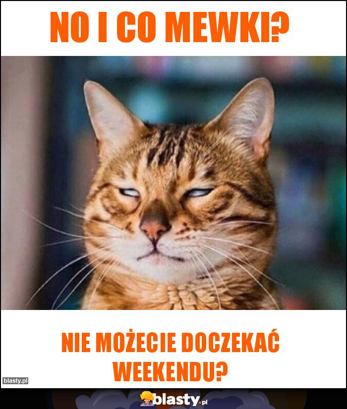 No i co mewki? No i co mewki?