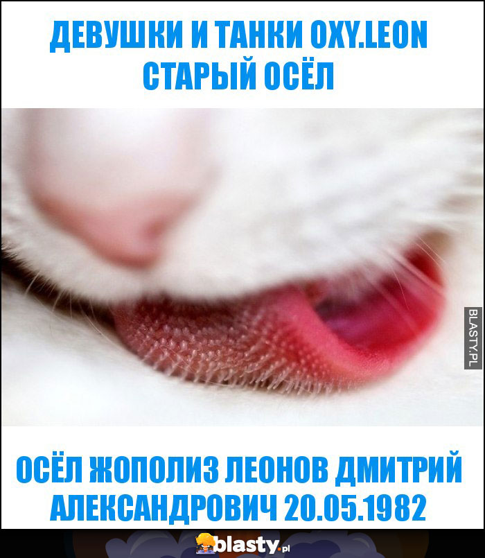 ДЕВУШКИ И ТАНКИ oxy.leon старый осёл ДЕВУШКИ И ТАНКИ oxy.leon старый осёл