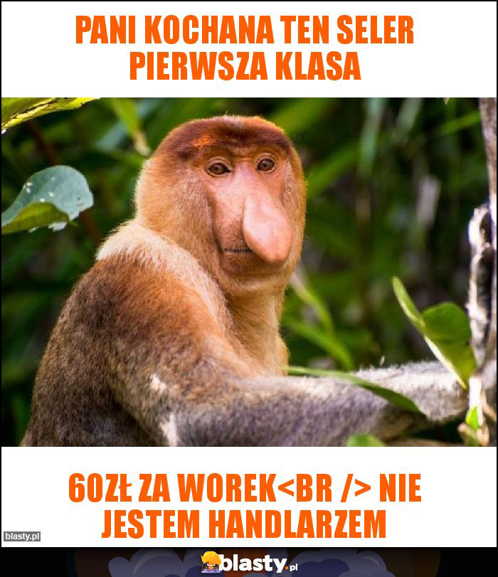 Pani Kochana ten seler pierwsza klasa Pani Kochana ten seler pierwsza klasa
