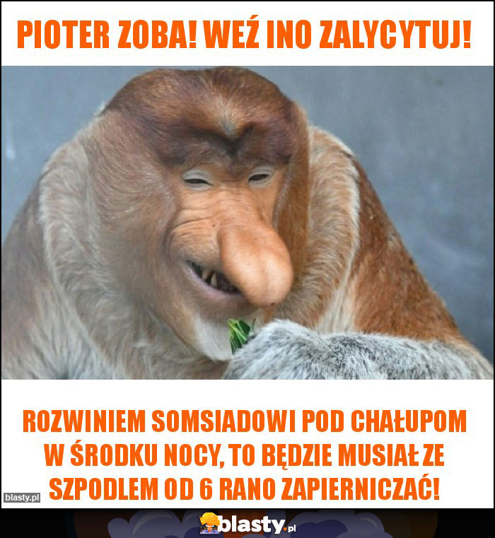 Pioter zoba! Weź ino zalycytuj! Pioter zoba! Weź ino zalycytuj!